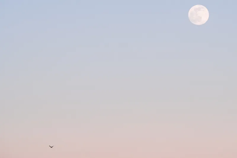 Gull, moon, Rosemullion. 2021.
